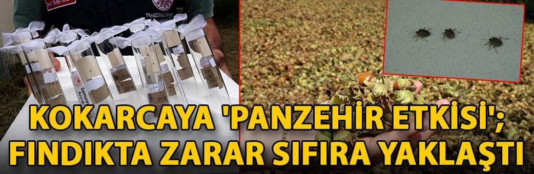 Kokarcaya 'panzehir etkisi'; fındıkta zarar sıfıra yaklaştı