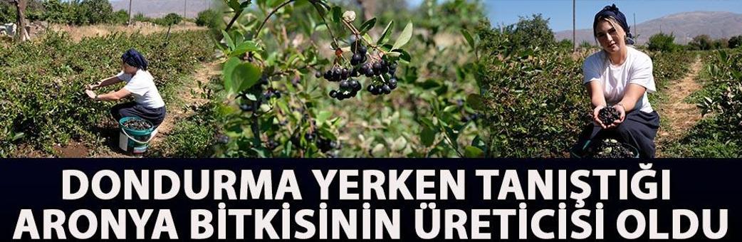 Dondurma yerken tanıştığı aronya bitkisinin üreticisi oldu