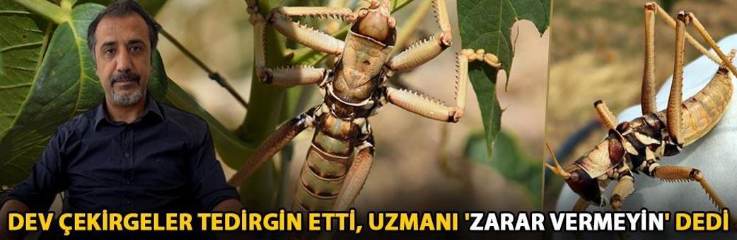 Dev çekirgeler tedirgin etti, uzmanı 'zarar vermeyin' dedi