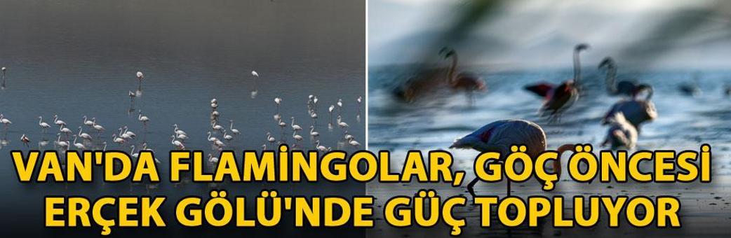 Van'da flamingolar, göç öncesi Erçek Gölü'nde güç topluyor