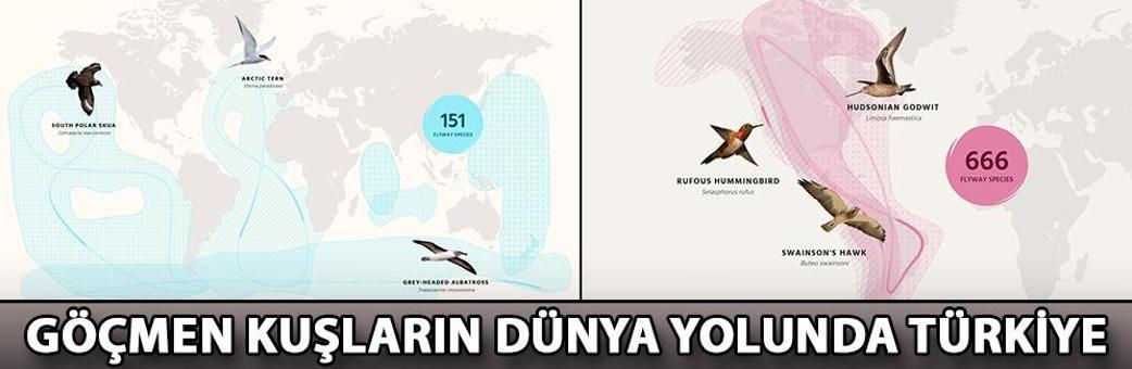 Göçmen kuşların dünya yolunda Türkiye