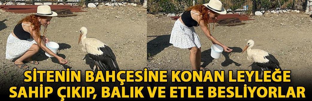 Sitenin bahçesine konan leyleğe sahip çıkıp, balık ve etle besliyorlar