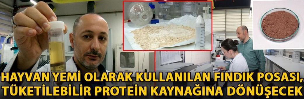Hayvan yemi olarak kullanılan fındık posası, tüketilebilir protein kaynağına dönüşecek