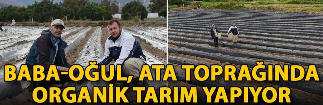 Baba-oğul, ata toprağında organik tarım yapıyor