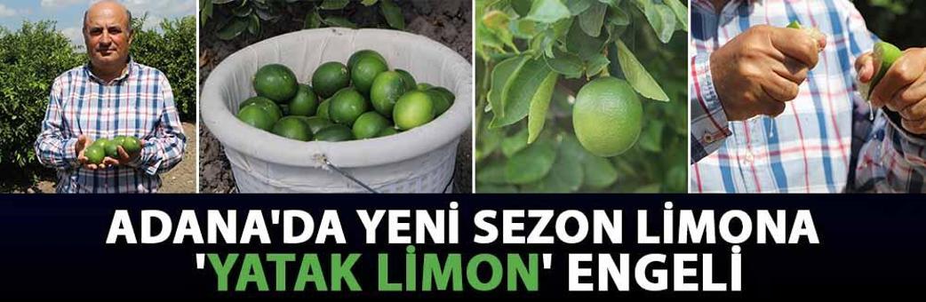 Adana'da yeni sezon limona 'yatak limon' engeli