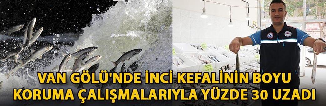 Van Gölü'nde inci kefalinin boyu, koruma çalışmalarıyla yüzde 30 uzadı