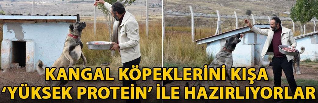 Kangal köpeklerini kışa ‘yüksek protein’ ile hazırlıyorlar