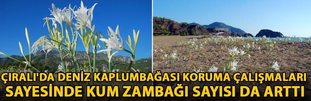 Çıralı'da deniz kaplumbağası koruma çalışmaları sayesinde kum zambağı sayısı da arttı