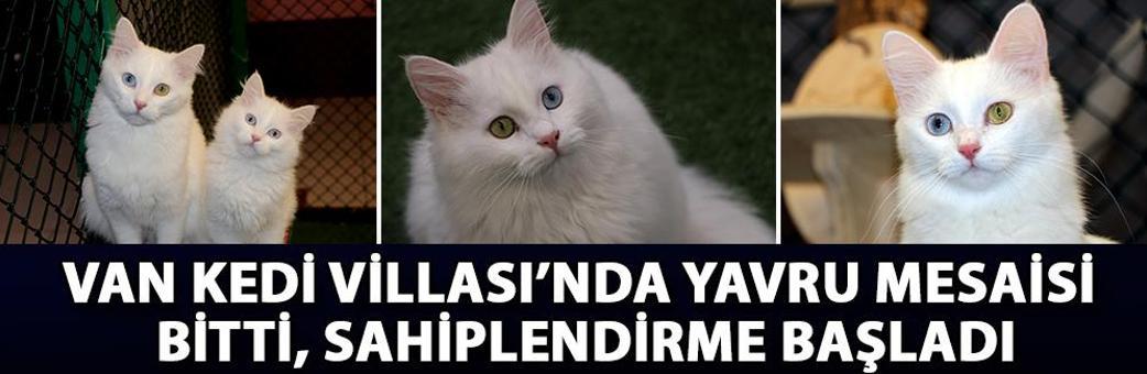 Van Kedi Villası’nda yavru mesaisi bitti, sahiplendirme başladı