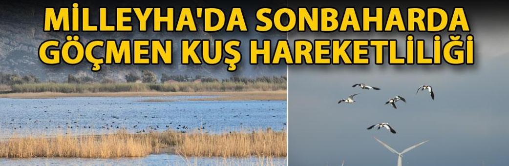 Milleyha'da sonbaharda göçmen kuş hareketliliği