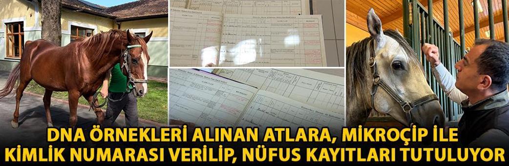 DNA örnekleri alınan atlara, mikroçip ile kimlik numarası verilip, nüfus kayıtları tutuluyor