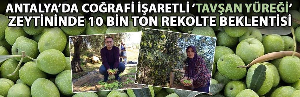Antalya’da coğrafi işaretli ‘tavşan yüreği’ zeytininde 10 bin ton rekolte beklentisi