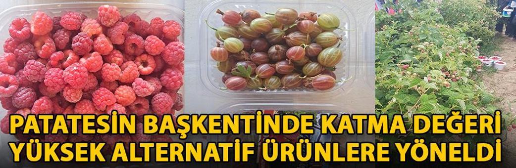 Patatesin başkentinde katma değeri yüksek alternatif ürünlere yöneldi