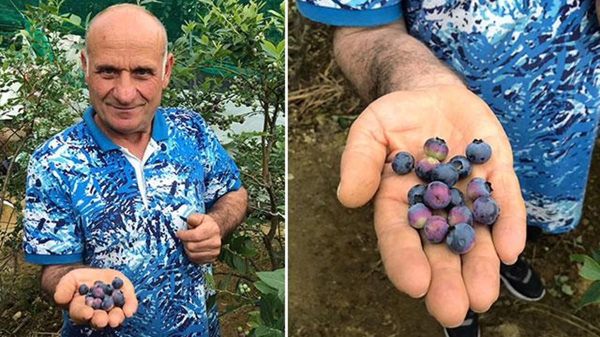 İstanbul’dan köye döndü, maviyemişle başarı yakaladı