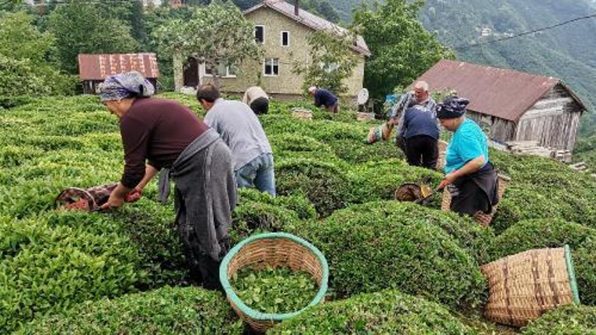 Ordu'da çay hasadı başladı - Ordu Perşembe Haberleri