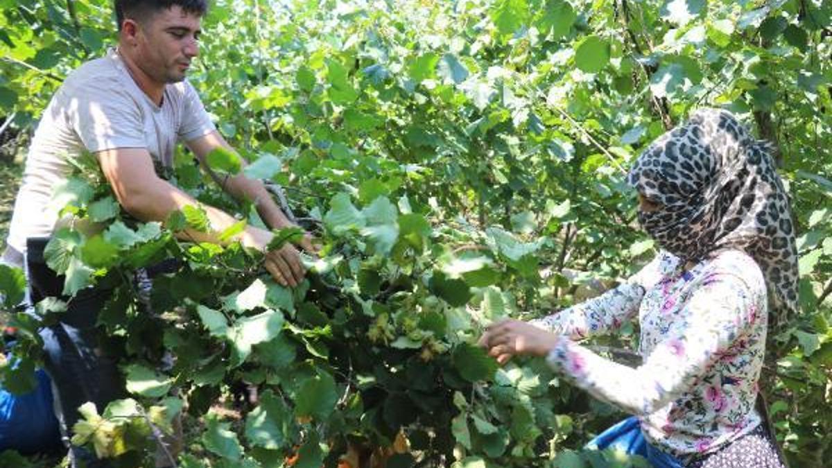 Ordu'da erken fındık hasadı - Ordu Perşembe Haberleri