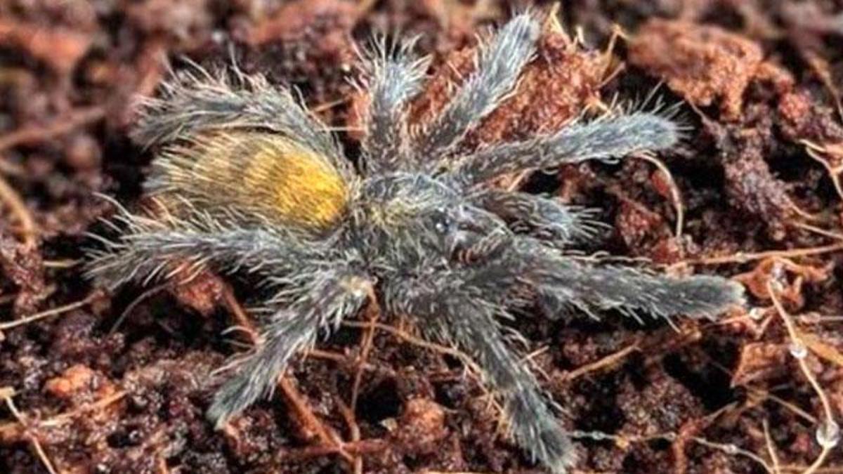 洋楽 Tarantula birdeater-tarantula-spider-