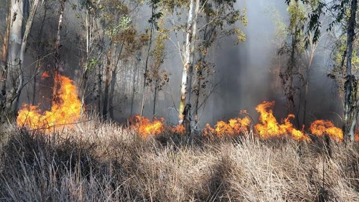 Mersin'de orman yangını (1) - Mersin Tarsus Haberleri