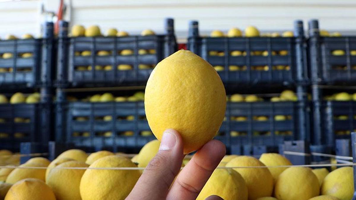 Bahçede kilosu 3, halde 4 liraya satılan limon, market rafında 24 lira