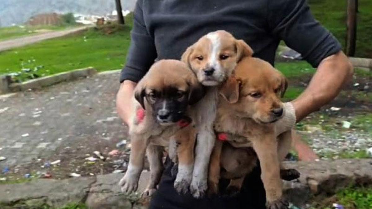 Gaziantep'te, 15 yavru köpek ağzı bağlanan çuvallara koyulup terk edildi -  Son Dakika Gündem Haberleri