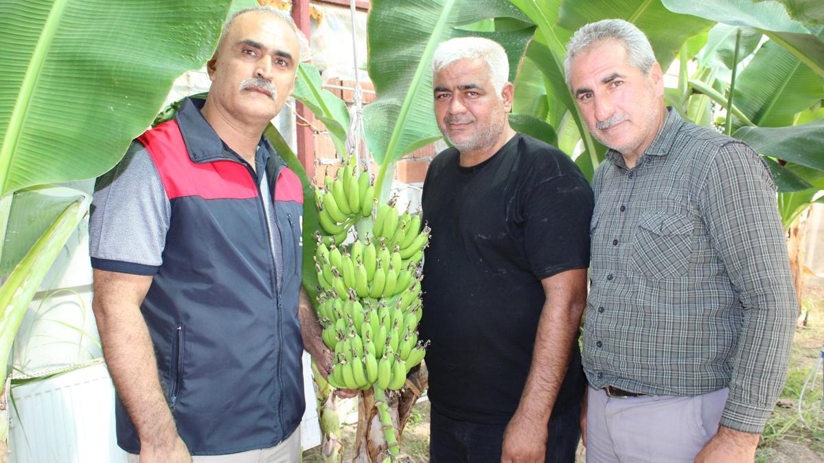 Kayısı kenti Malatya'da, çiftçiler muz yetiştirdi - Malatya Haberleri