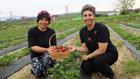 Organik çilekte hasat heyecanı başladı