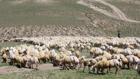 Aksaray’da ‘ithal çoban’ dönemi