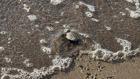 Bodrum'da 62 yavru caretta caretta denizle buluştu