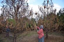 Çam kese böceklerinin tehdit ettiği ormanı, kadınlar kurtarıyor