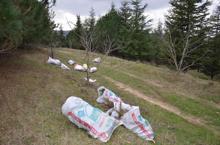 Çam kese böceklerinin tehdit ettiği ormanı, kadınlar kurtarıyor