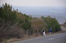 Çam kese böceklerinin tehdit ettiği ormanı, kadınlar kurtarıyor