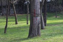 Maçka Parkı'nın bir bölümü daha bariyerlerle kapatılıyor; ağaçlar işaretleniyor