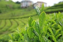 Türkiye'de yetişiyor! Kilosu 4 bin 500 lira