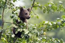 Doğu Karadeniz’de sayıları artan ayılar korkutuyor