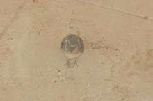 Boş dükkanda mahsur kalan serçe kurtarıldı