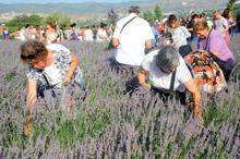Seferihisar'da 'Lavanta Pazarı'