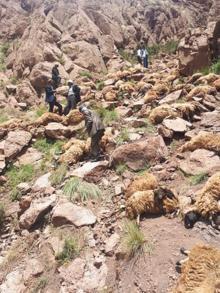 Van'da 500 koyun intihar etti