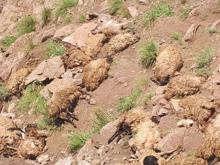 Van'da 500 koyun intihar etti