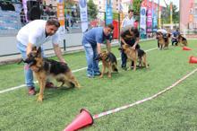 Alman kurdu köpekler yarıştı, 'Zibbo' birinci oldu
