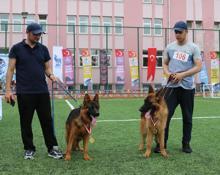 Alman kurdu köpekler yarıştı, 'Zibbo' birinci oldu