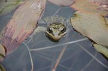 Dünyanın ötmeyen tek kurbağası Ulukışla göllerinde