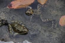 Dünyanın ötmeyen tek kurbağası Ulukışla göllerinde