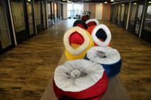 Bursa'da 5 yıldızlı kedi otelinde balayı odası da var