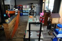 Bursa'da 5 yıldızlı kedi otelinde balayı odası da var