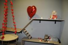 Bursa'da 5 yıldızlı kedi otelinde balayı odası da var