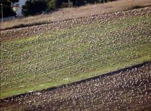 İstanbul'dan 871 bin leylek geçti