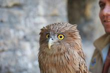 Dünyada çok nadir bulunuyor! Mersin'de vatandaşlar buldu