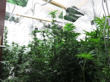 Beykoz'da villaya uyuşturucu baskını! Şok görüntüler