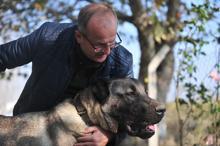 Otomobil fiyatına Kangal köpeği