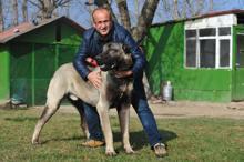 Otomobil fiyatına Kangal köpeği